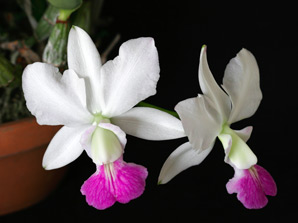 C. walkeriana f. semi-alba 'Tokyo No. 1' x 'Sancha slect'