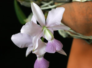 C. walkeriana f. coerulea 'Iwashita'