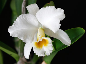 C. percivaliana f. alba