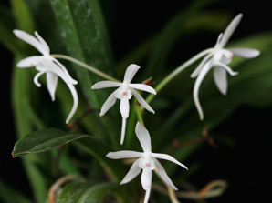 Neosedirea Summer Stars