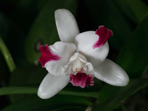 C. intermedia f. aquinii