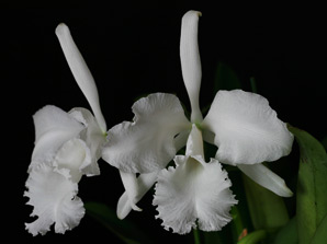 C. mossiae f. pure alba