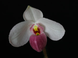 Paph. delenatii