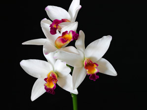 Pittara Smart Lady 'Spring Crystal'