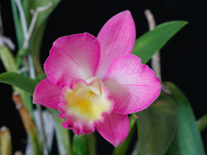 Gsl. Fairyland 'Judy' 