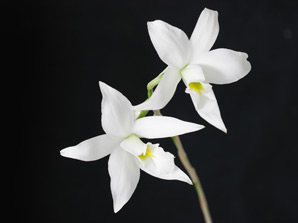 L. anceps f. alba 'L+R'