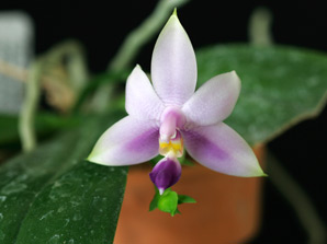 Phal. violacea f. coerulea