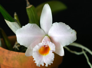 C. Memoria Alberto Wenzel 'Domyoji'