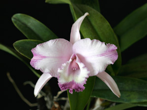 C. Phantom 'Opera'