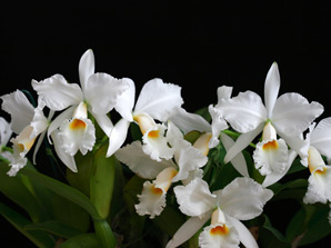 C. labiata f. alba 'do Pascon'