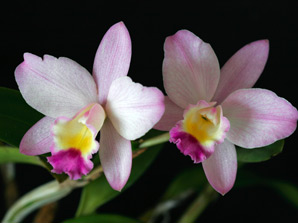 Ctt. Fairyland 'Komachi'