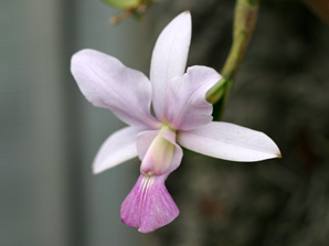 C. walkeriana f. coerulea 'Iwashita'