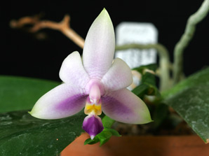 Phal. violacea f. coerulea