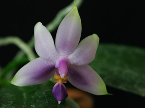 Phal. violacea f. coerulea