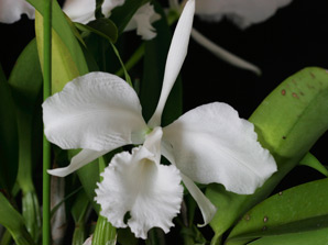 C. mossiae f. pure alba