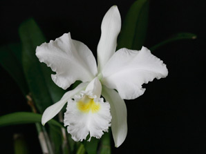 C. jenmanii f. alba 'Fuchs Snow'