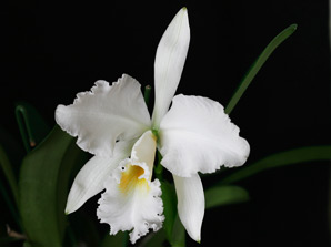 C. mossiae f. alba