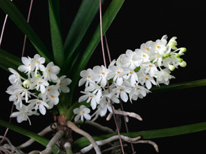 Asctm. ampullaceum f. alba 'Thai Snow'