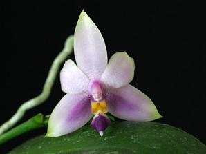 Phal. violacea f. coerulea