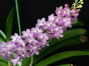 Rhctm. Lilac Blossom 'Lucky'