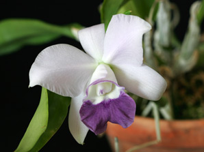 C. Mini Purple 'Blue Sky'