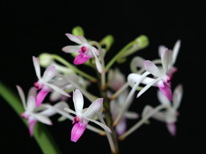 Neofadenia Ucho