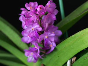 Rhctm. Lilac Blossom 'Lucky'