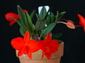 C. coccinea 'Caracatatuba' x self