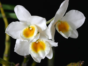 Den. Honey Moon 'Sonata'