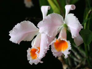 C. schroederae 'Elegance'